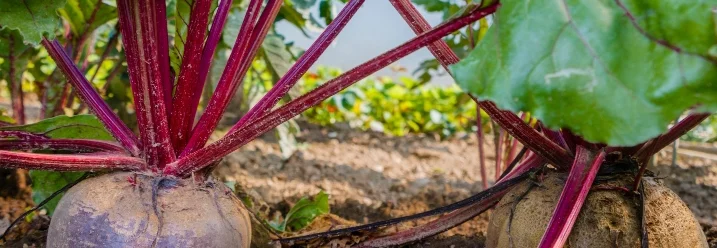 Zwei Rote Bete Knollen im Beet